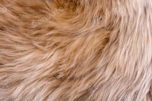 Preview: Fur texture top view. Brown fur background. Fur pattern. Texture of brown shaggy fur
