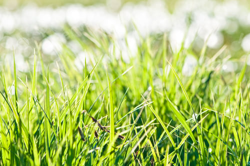 Preview: fresh green grass