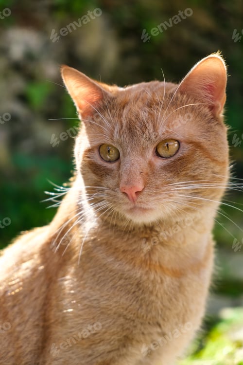 Preview: A close-up view of a cat sitting calmly on the ground. The cat is focusing intently, with its ears p