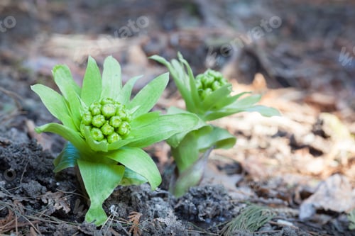 Preview: Flower Buds of Japanese Butterbur