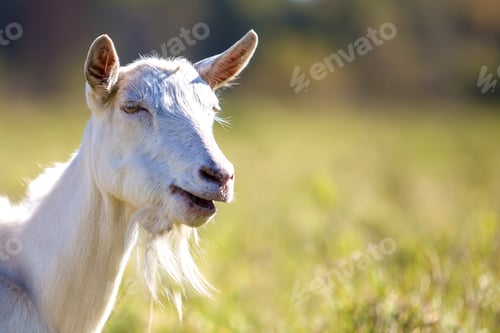 Preview: Portrait of white goat with beard on blurred bokeh background. Farming of useful animals concept.