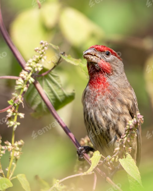 Preview: House Finch (Haemorhous mexicanus) perched on a small branch while eating seeds
