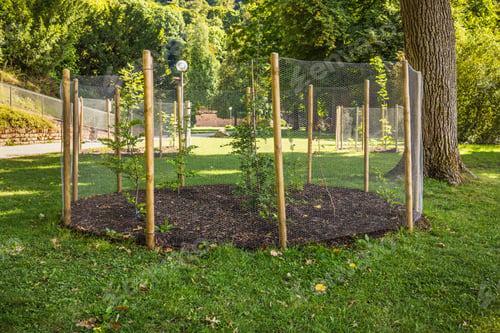 Preview: Seedlings of young trees with protective barriers planted in a park