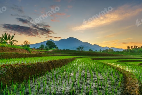 Preview: Beautiful morning view indonesia panorama landscape paddy fields