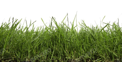 Preview: Beautiful lush green grass on white background