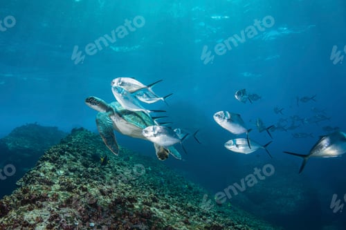 Preview: Underwater view of turtle and jack fish, Seymour, Galapagos, Ecuador, South America