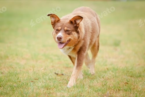 Preview: Australian Kelpie Dog in Australia