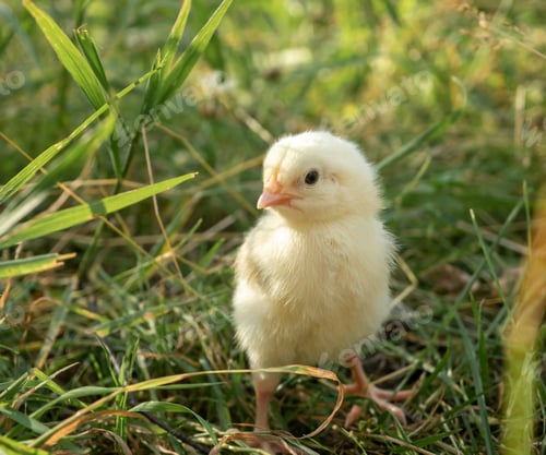 Preview: Little yellow chick on fresh green grass