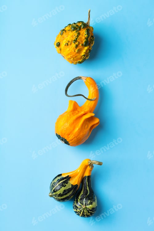 Preview: Autumn fall thanksgiving day composition with decorative orange pumpkins