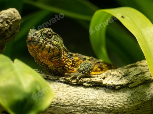 Preview: Closeup shot of a Chinese crocodile lizard on a branch