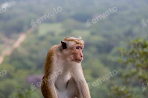 Preview: Toque macaque