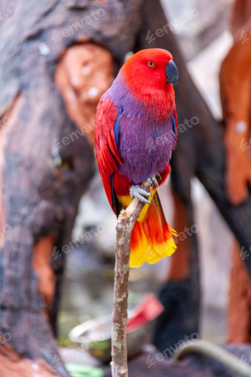 Vorschau: Rot bunter Papageienvogel