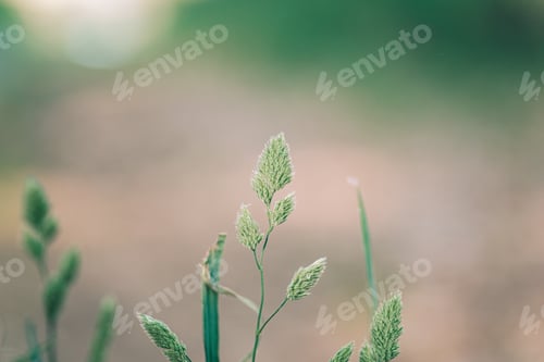 Preview: Close up of green leafs for bestirs background
