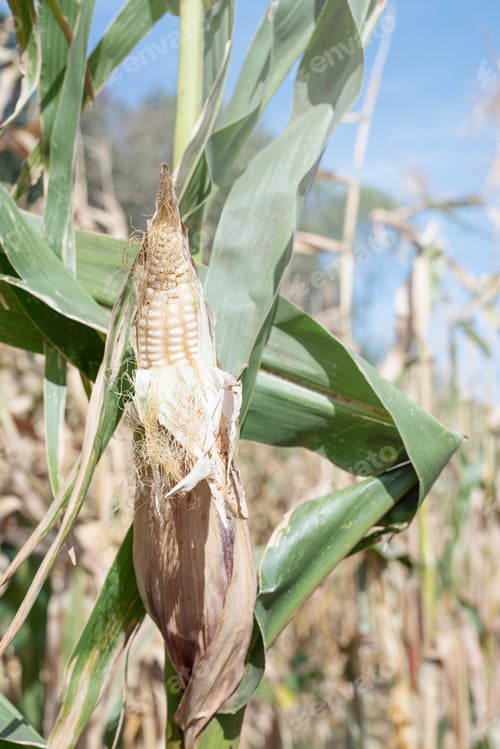 Preview: corn crop in countryside, against sky