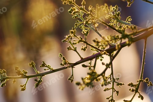 Preview: The flower of mango tree in the early season