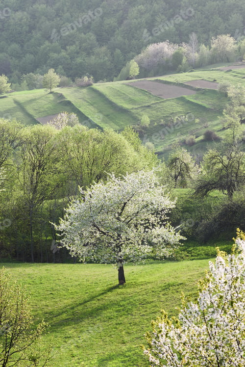 Preview: White cherry blossoms in garden