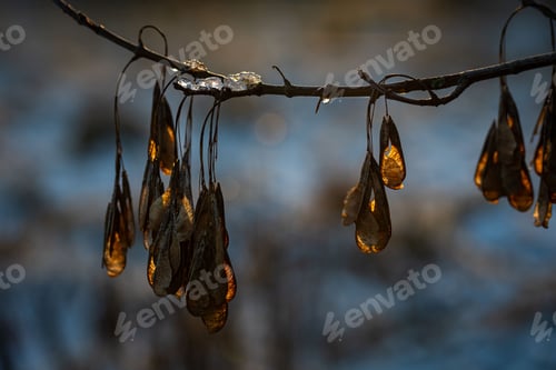 Preview: Closeup of dried leaves of a plant at sunset in winter.