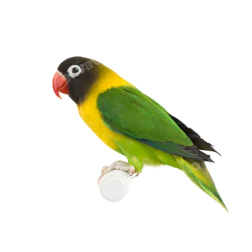 Vista previa: Masked Lovebird - Agapornis personata