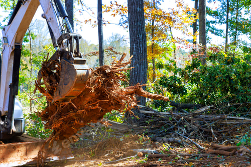Preview: Heavy machinery removes tree roots debris from forested area during works day cleanup