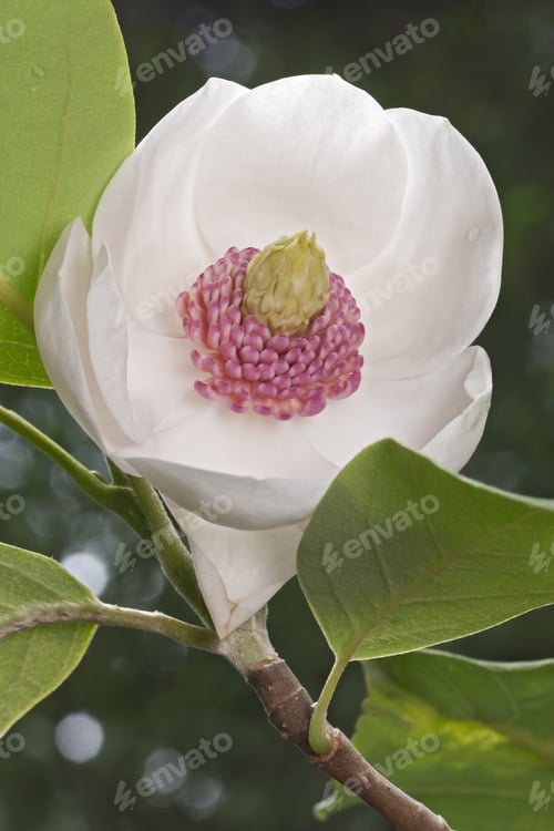Preview: Colossus Oyama Magnolia Flower (Magnolia Sieboldii Colossus)