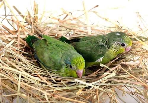 Preview: young Pacific parrotlet in studio