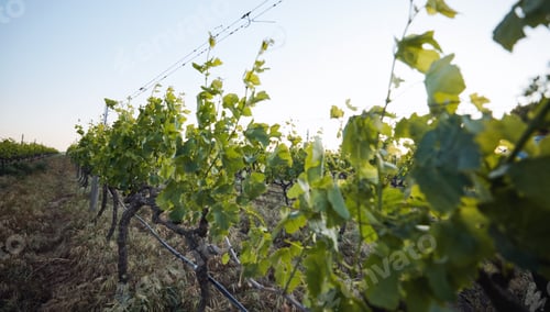 Preview: Agriculture, vineyard and closeup of leaves, sustainability and countryside, environment and harves