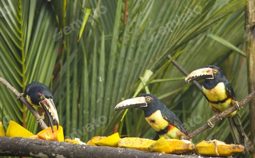 Preview: Closeup of three birds perched on a branch. Black-necked aracari, Pteroglossus aracari.