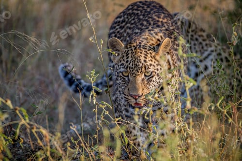 Preview: Leopard on the hunt in the high grass.