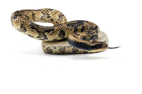 Preview: False water cobra isolated on white background