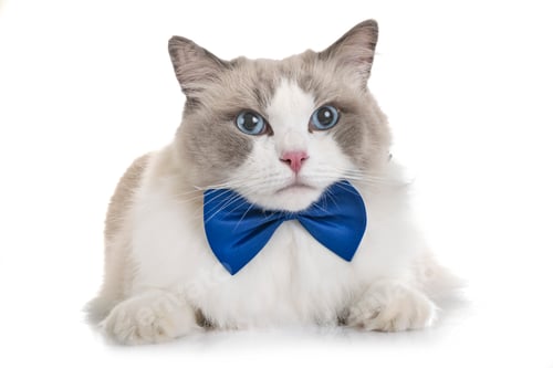 Preview: ragdoll cat in studio