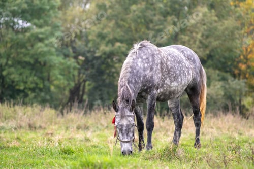 Preview: Beautiful gray horse grazing in green grassland summer field