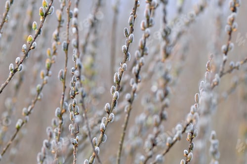Preview: Nature background - catkins, shallow depth of field
