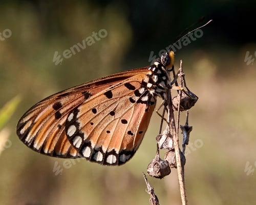 Preview: Butterfly