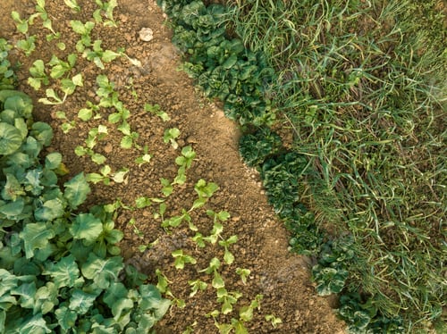 Preview: Aerial view of vegetable plants growing at field