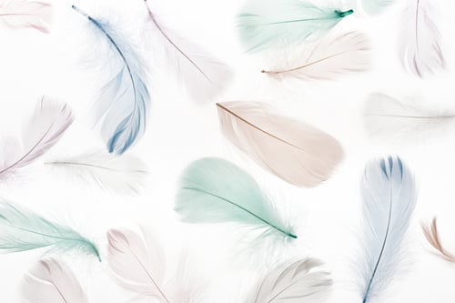 Preview: seamless background with multicolored feathers isolated on white