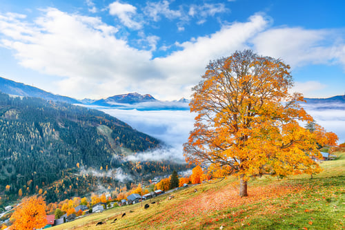 Preview: Spectacular view of the meadows and mountains around Zell lake or Zeller See .