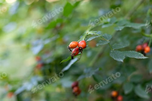 Preview: bush of Berries dogrose in the garden