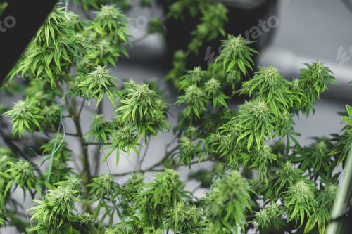 Preview: marijuana or ganja plant leaf growth in farm, agriculture crop background of ganja cannabis