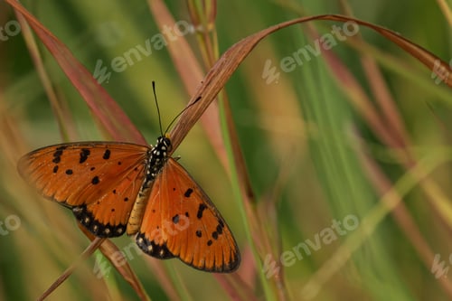 Preview: Tawny coaster perched on a series of dried brown stems in a lush green grassy field