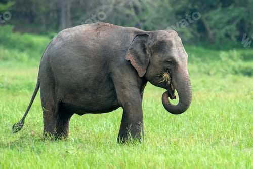 Preview: Elephants in National Park of Sri Lanka