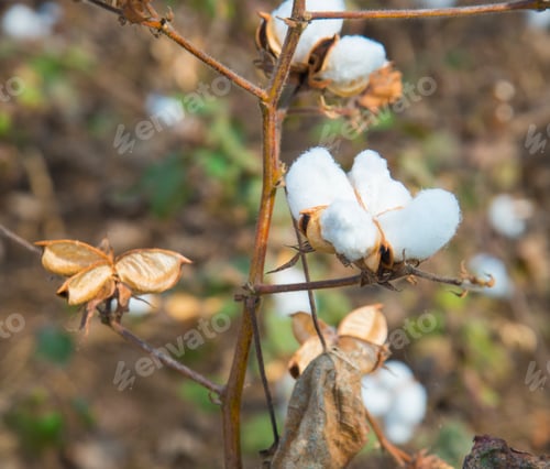 Preview: Closed up Cotton ball, Cotton blossom ready for harvesting,cotton tree.