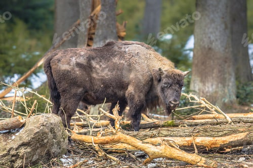 Preview: Wisent looking in the forest