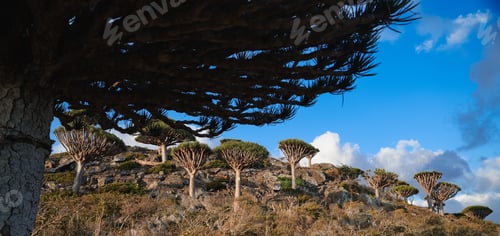 Preview: Dragon trees stand tall against the blue sky in Socotra showcasing unique natural beauty