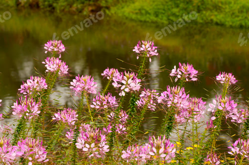 Preview: Wild flower in the forest