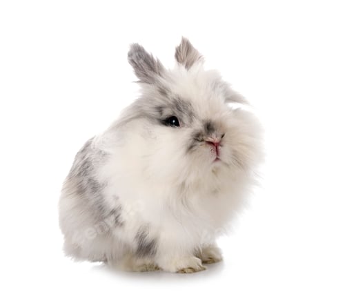 Preview: angora Mini Lop