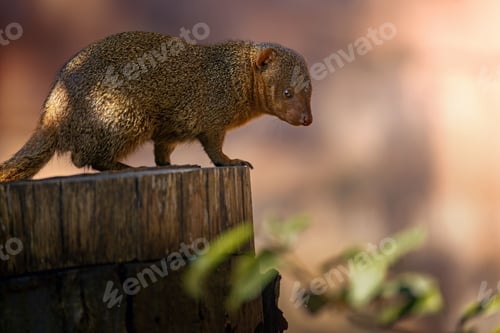 Preview: Close-up of a mongoose standing on a tree stump with a blurred background.