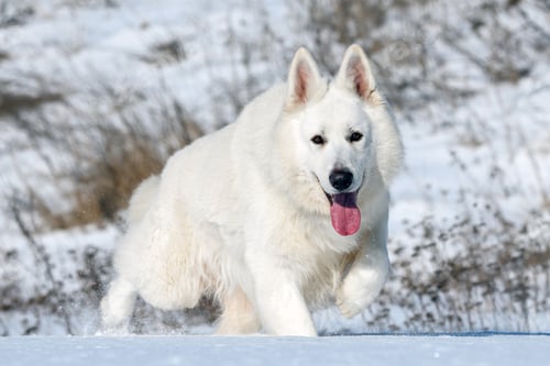 Preview: White Swiss Shepherd dog running on snow