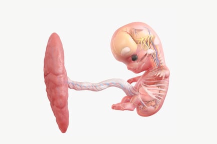 Preview: 9-Week Fetus Anatomical View