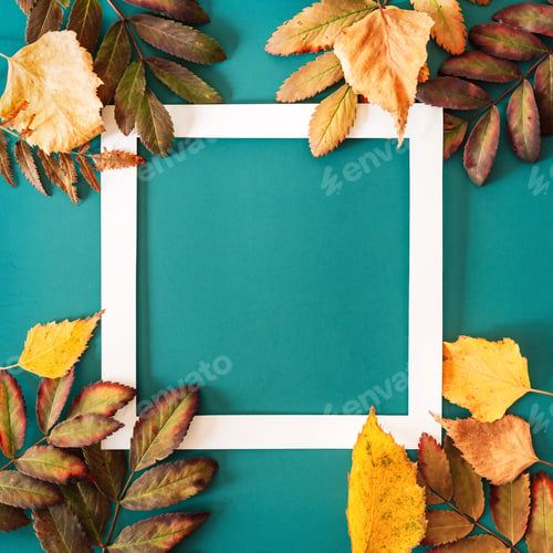 Preview: White frame with dry leaves on cyan background