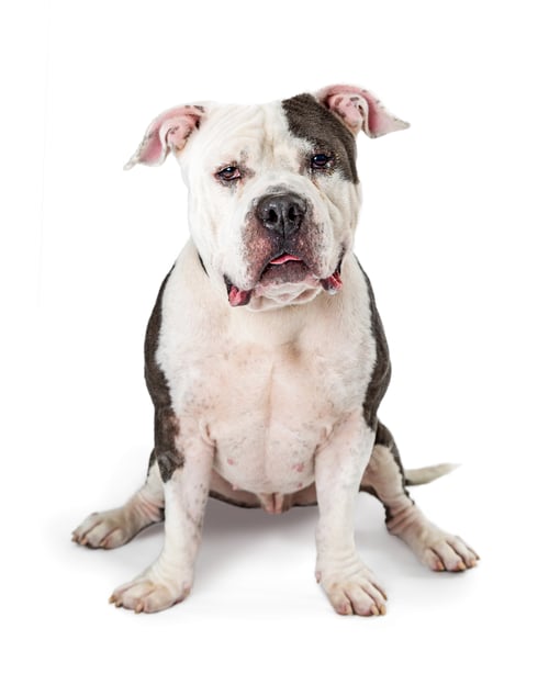 Preview: Pit Bull Dog Sitting Facing Forward